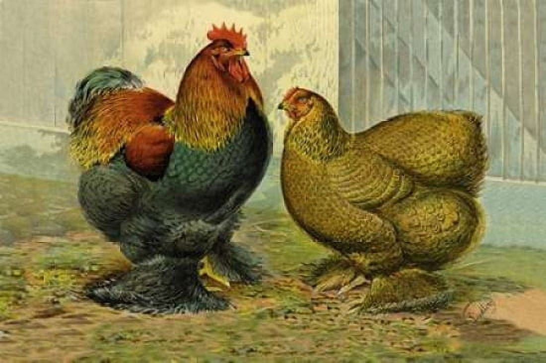 Chickens Partridge Cochins Canvas Art - Lewis Wright (12 x 18)