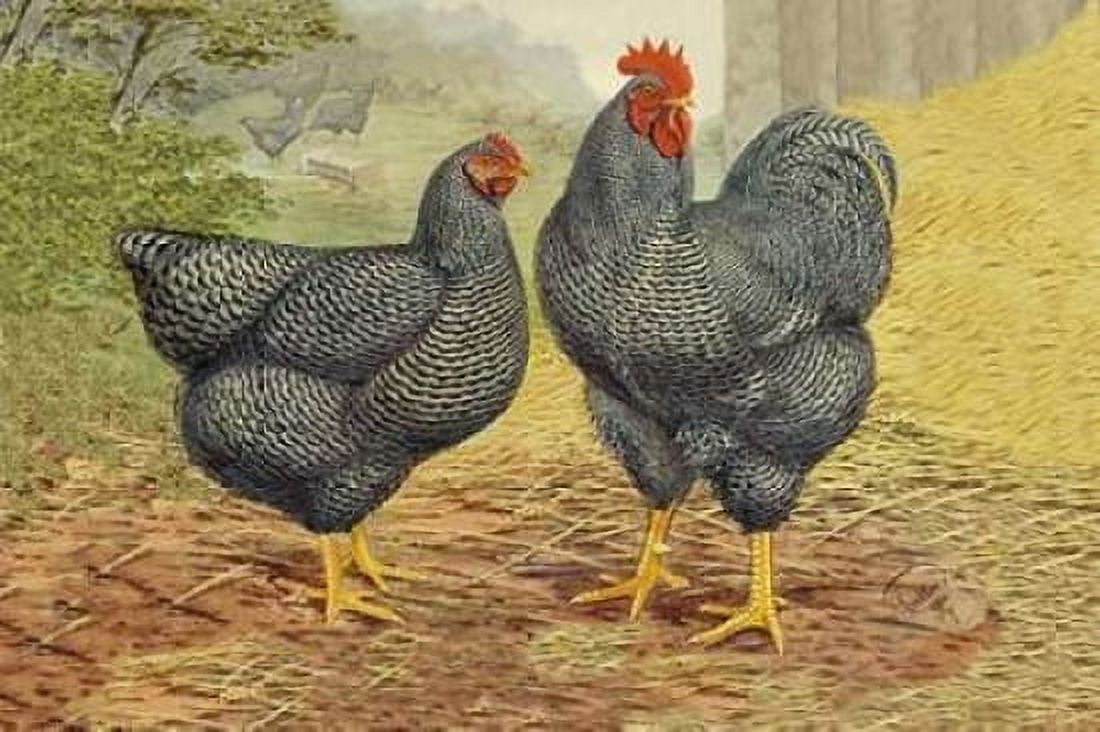 Chickens Plymouth Rocks Canvas Art - Lewis Wright (12 x 18)