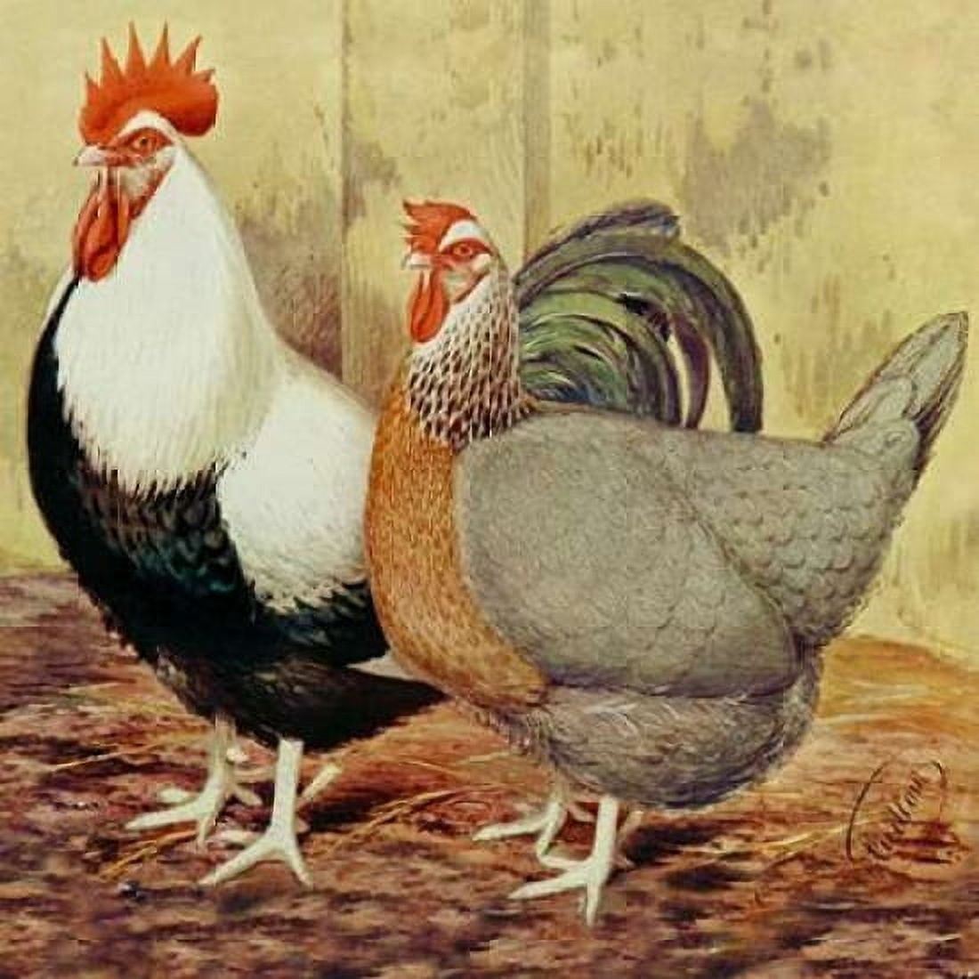 Chickens Silver-Grey Dorkings Canvas Art - Lewis Wright (24 x 24)