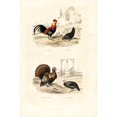 thumbnail image 1 of Chickens, Wild Turkey And Guineafowl Poster Print By ® Florilegius Mary Evans (24 X 36), 1 of 3