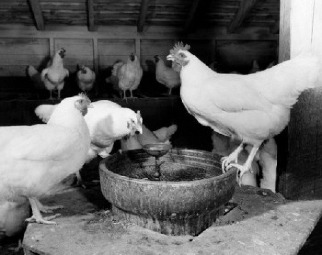 Chickens in a henhouse Canvas Art - (18 x 24)