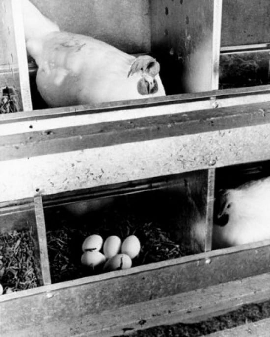 Chickens in a henhouse Canvas Art - (18 x 24)