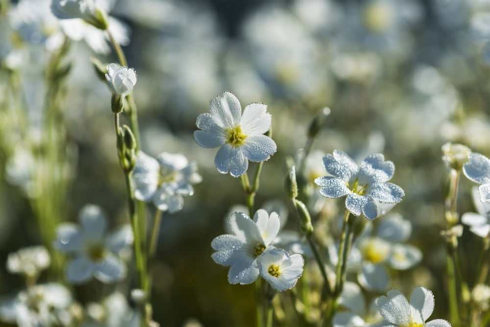 Chickweed (Stellaria media) blooms profusely in the spring Astoria Oregon United States of America Canvas Art - Robert L Potts Design Pics (18 x 12)