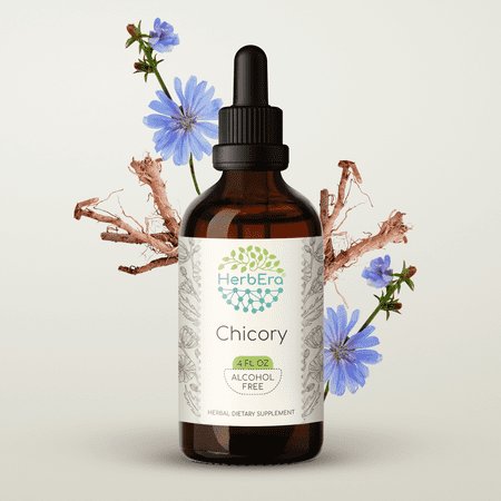 HerbEra Chicory Tincture, Herbal Dietary Supplement for Digestive Support, Chicory (Cichorium intybus) Dried Root Extract, Natural, Alcohol-Free, Drops 4 oz