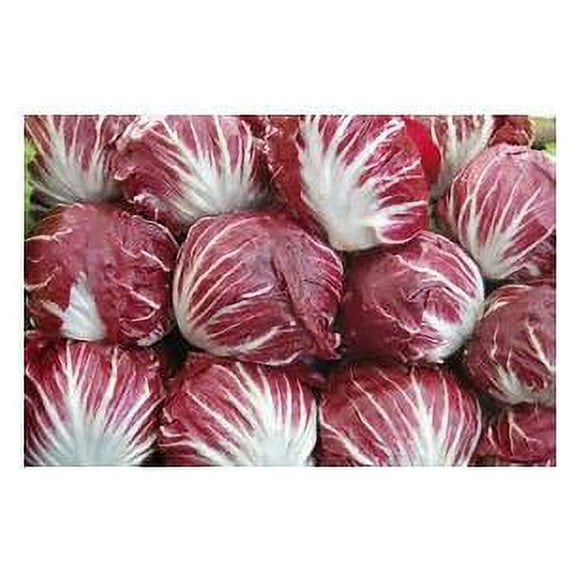 Chicory Raddichio Red Verona Great Heirloom Vegetable By Seed Kingdom BULK 30,000 seeds