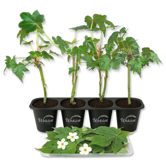 Chief Kubo South Sea Salad Tree - 4 Live Starter Plants - Abelmoschus Manihot - Edible Tree for The Patio and Garden