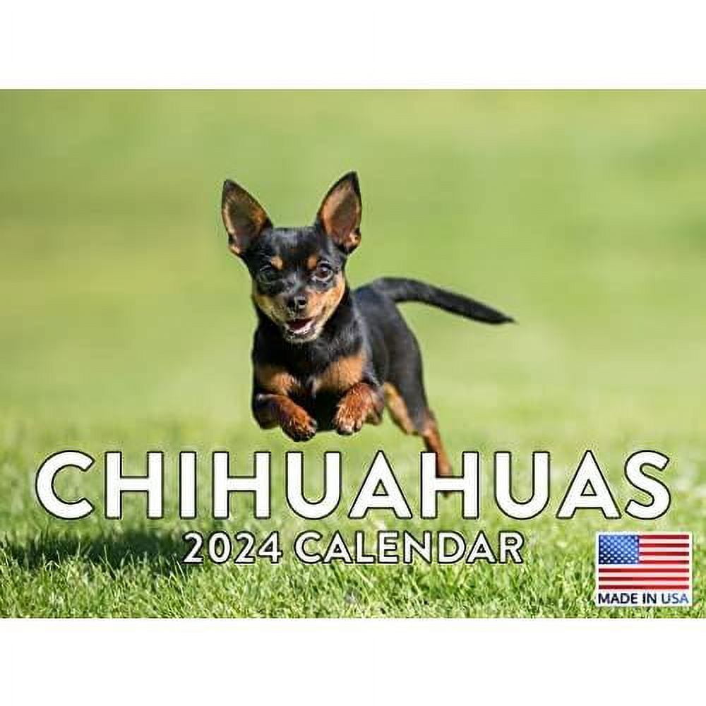 Chihuahua Calendar 2024 Chiwawa Dog Calender Wall Monthly Chihuahua