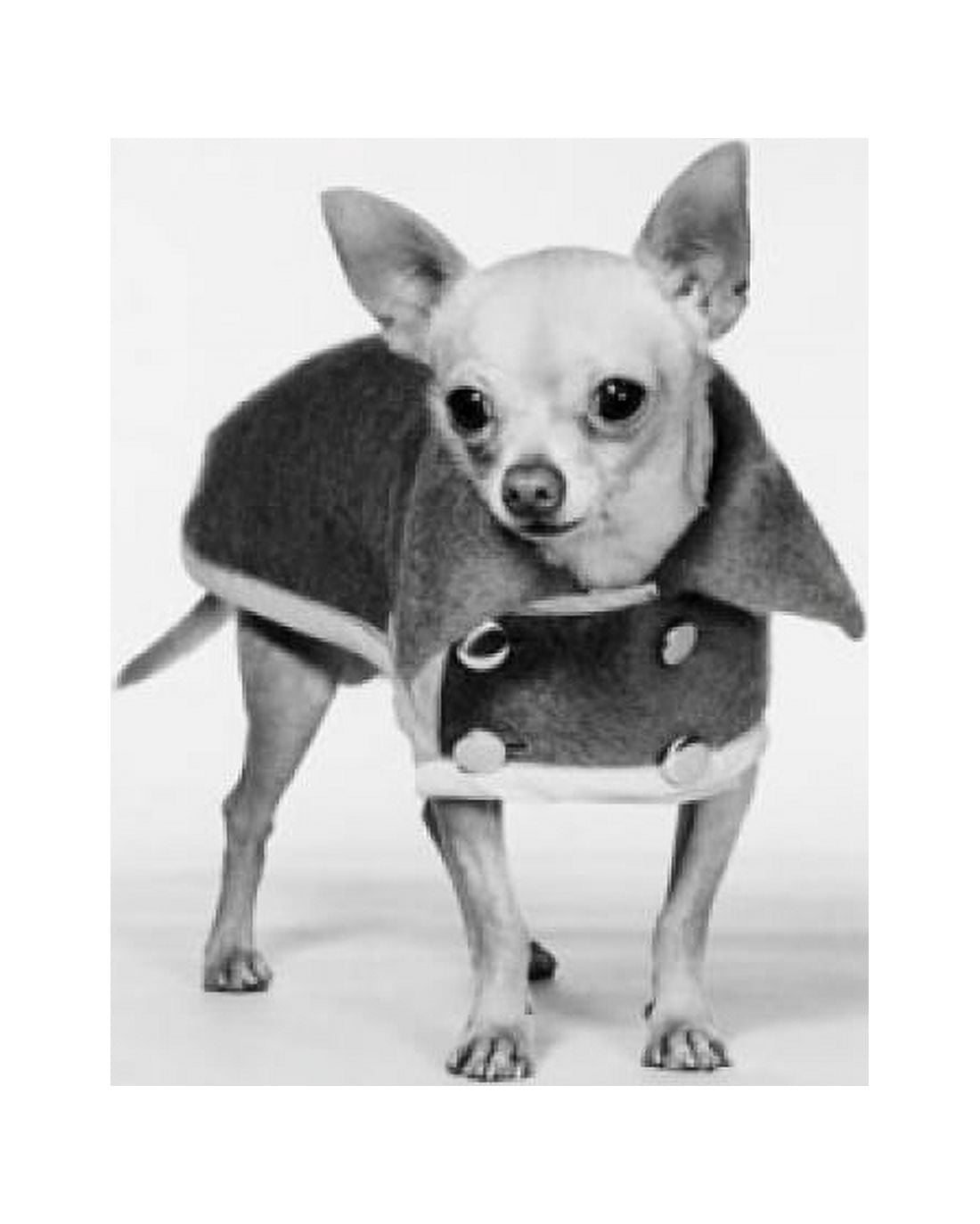 Chihuahua Canvas Art - (18 x 24)