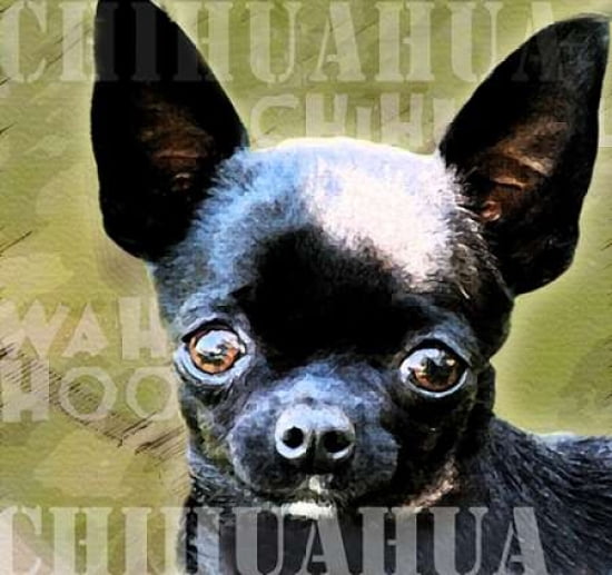 Chihuahua Canvas Art - Kari Brooks (24 x 24)