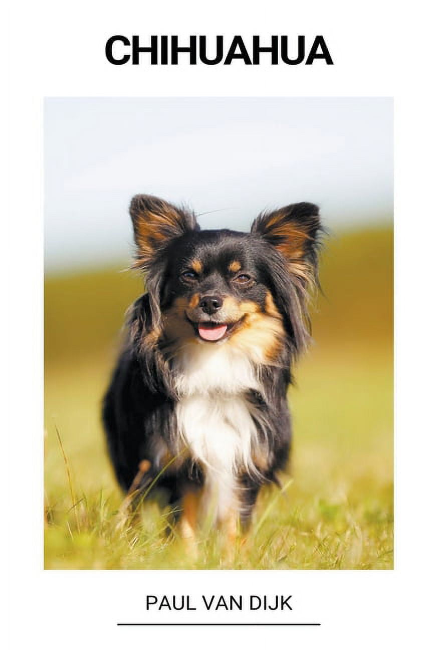 Miniature Border Collie Chihuahua Mix Chihuahua Mix Puppies For