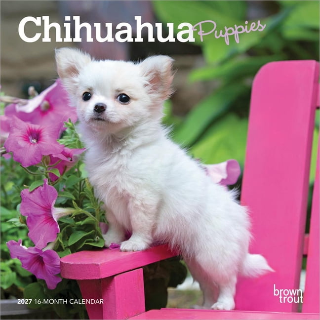 Chihuahua Puppies 2027 7 X 14 Inch (Hanging) Monthly Mini Wall Calendar, (Paperback)