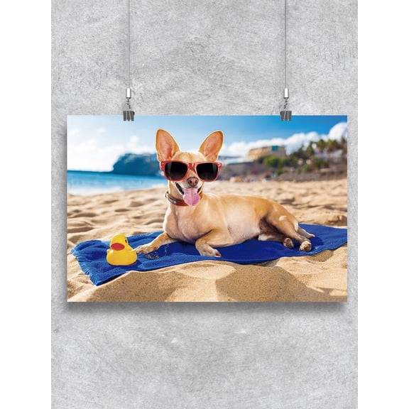 Chihuahua Relaxing At The Beach Poster -Image by Shutterstock