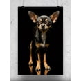 thumbnail image 1 of Chihuahua Studio Style Poster -Image by Shutterstock, 1 of 2