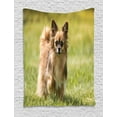 thumbnail image 1 of Chihuahua Tapestry, Photo of Long Haired Small Dog in Grass on Blurred Background, Wall Hanging for Bedroom Living Room Dorm Decor, 40W X 60L Inches, Khaki Camel Dark Cocoa, by Ambesonne, 1 of 2