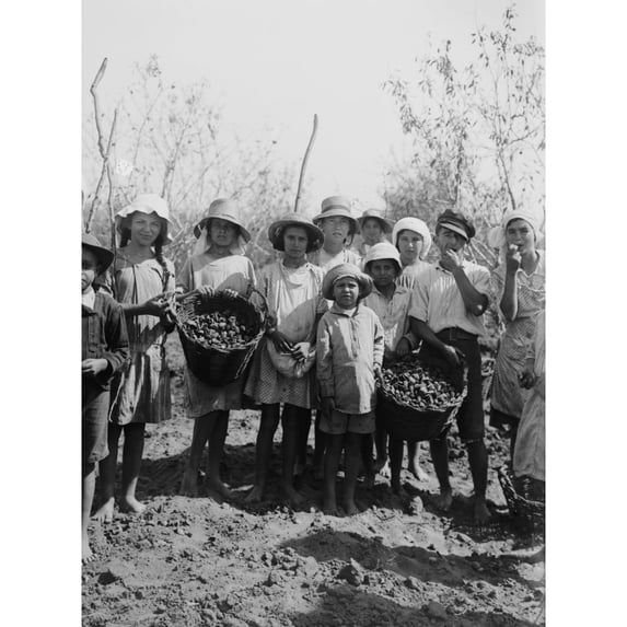 Children And Teenagers Gather Almonds At The Jewish Communal Agricultural Settlement History
