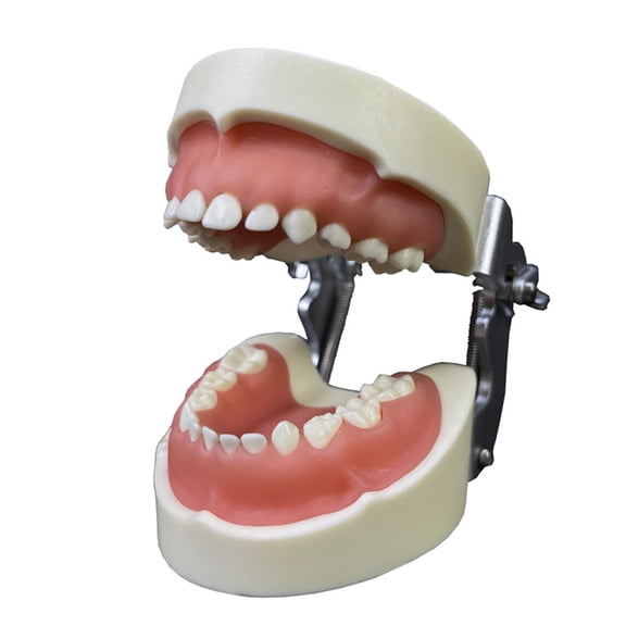Children Sizes Teeth Model Typodonts Demonstration Denture Model for Kids Dental Teaching,Clean Display,Education,Study