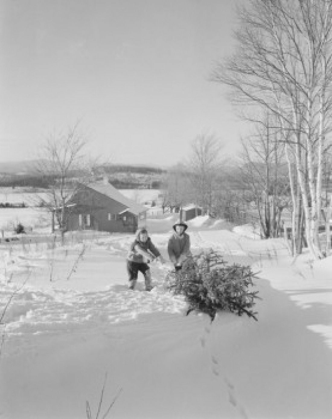 Children dragging Christmas Tree toward home Canvas Art - (18 x 24)