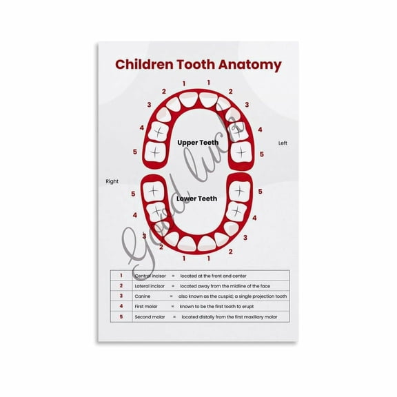 Children's Tooth Dental Chart Poster Dental Offices Education Wall Art (2) Canvas Painting Posters And Prints Wall Art for Living Room Bedroom Decor