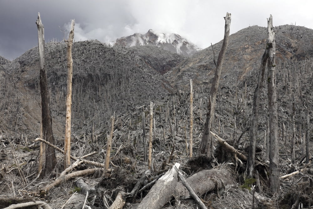 Chile Forest destroyed by pyroclastic flows with Chaiten lava dome in background Canvas Art - Richard RoscoeStocktrek Images (35 x 23)