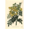 thumbnail image 1 of Chilian Mayu Or Mayo Tree, Edwardsia Chilensis Poster Print By ® Florilegius Mary Evans (24 X 36), 1 of 3