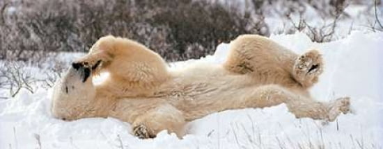 Chillin Canvas Art - Gary Crandall (10 x 20)