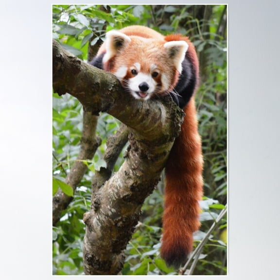 Chilling Red Panda style Poster, 16x24 UNFRAMED