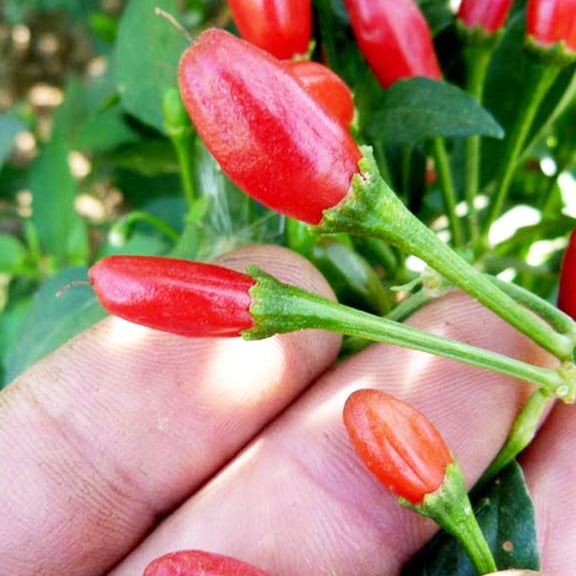 Chiltepin Pepper Seeds 250 mg ~30 Seeds - Non-GMO, Heirloom, Open Pollinated Vegetable Gardening Seeds - Hot Pepper Seeds
