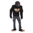thumbnail image 1 of Chimp, Chimp Kit, 1 of 3