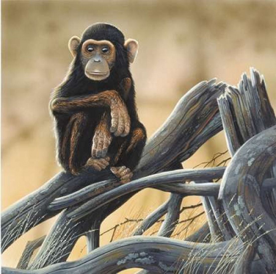 Chimpansee Canvas Art - Jan Weenink (24 x 24)