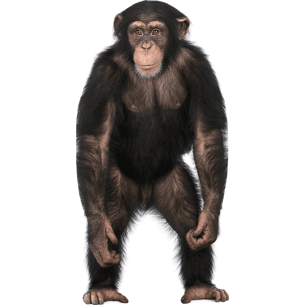 Chimpanzee Animal Prop Cardboard Cutout Standee, 40x20 Inches