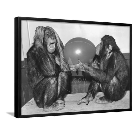 Chimpanzee Inflates a Balloon, Animals Framed Art Print Wall Art Sold by Art.Com