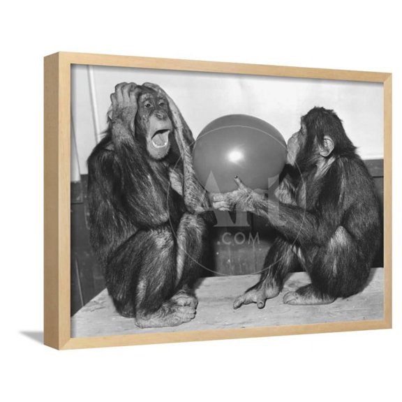 Chimpanzee Inflates a Balloon, Framed Art Print Wall Art Sold by ArtCom