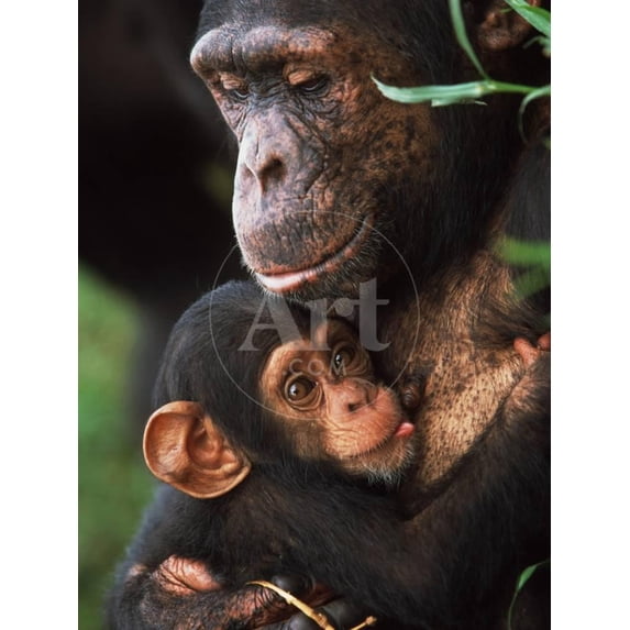 Chimpanzee Mother Nurturing Baby, Animals World Culture Unframed ...