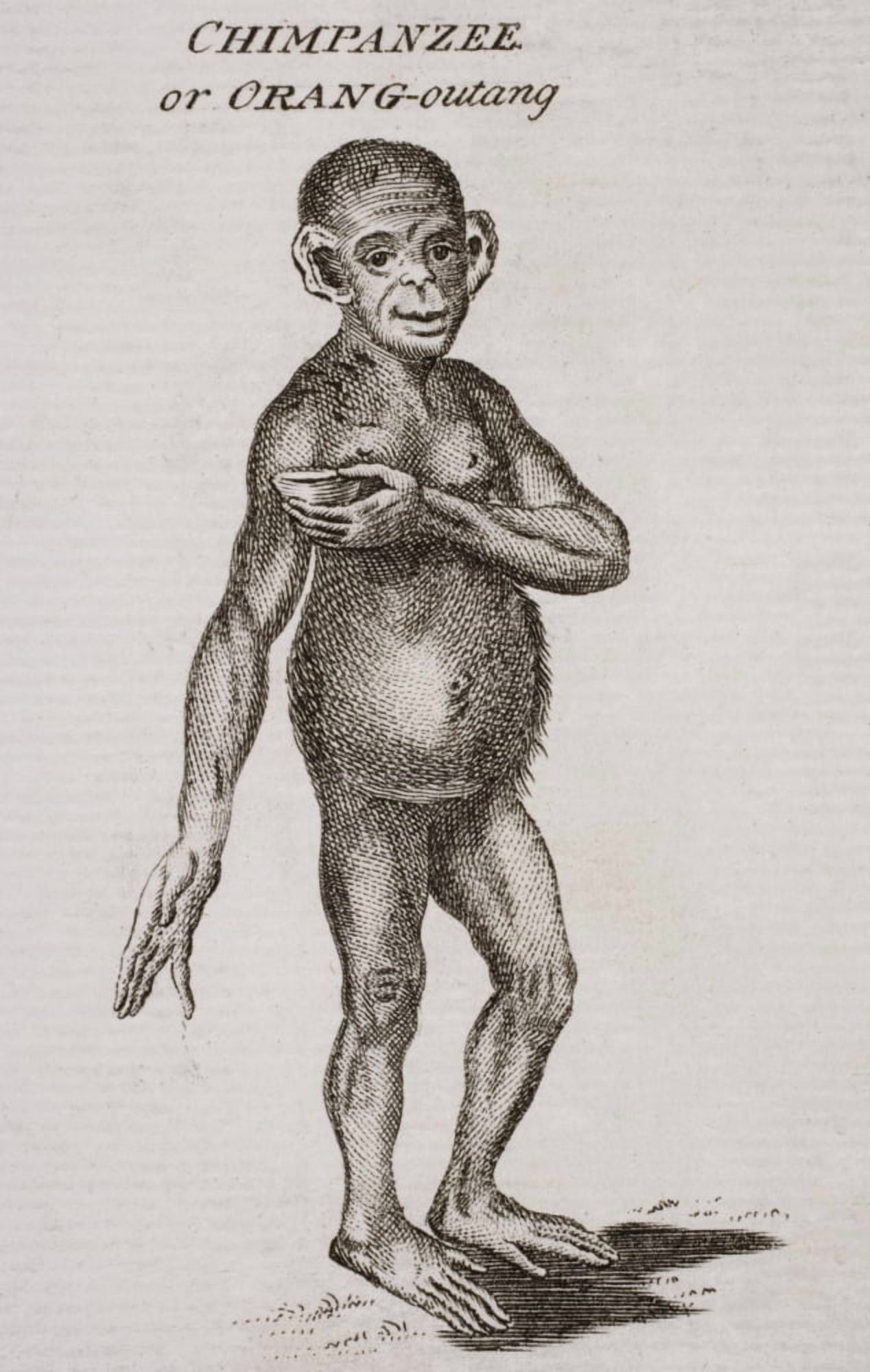 Chimpanzee Or Orang-Outang Engraved By P Halpin 18Th Century Canvas Art - Ken Welsh Design Pics (11 x 18)