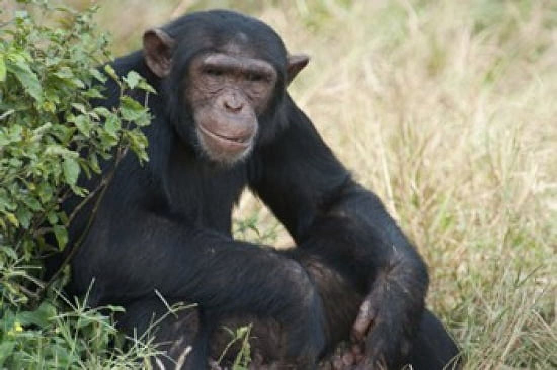 Chimpanzee (Pan troglodytes) in a forest Kibale National Park Uganda Canvas Art - Panoramic Images (16 x 11)
