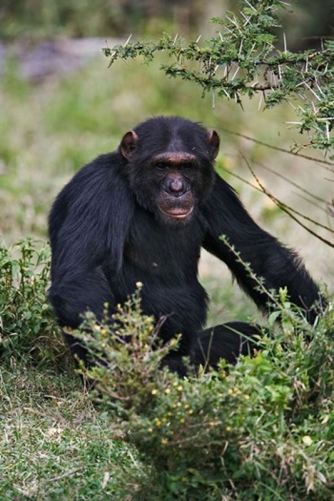 Chimpanzee Sweetwater Chimpanzee Sanctuary Kenya Canvas Art - Adam Jones DanitaDelimont (24 x 35)