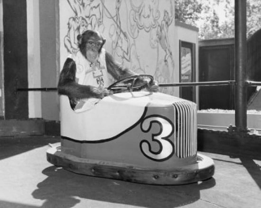 Chimpanzee driving a bumper car in an amusement park Canvas Art - (18 x 24)