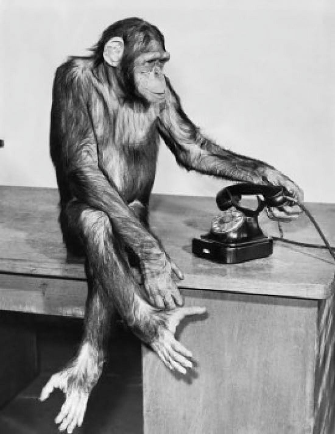 Chimpanzee holding a telephone receiver and sitting on a table Canvas Art - (18 x 24)