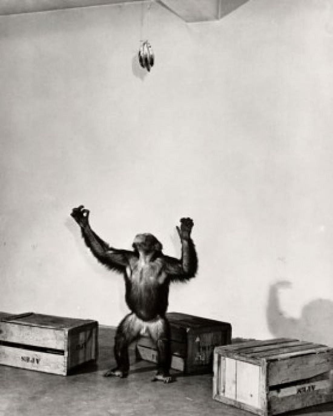 Chimpanzee reaching for a bunch of bananas Canvas Art - (18 x 24)