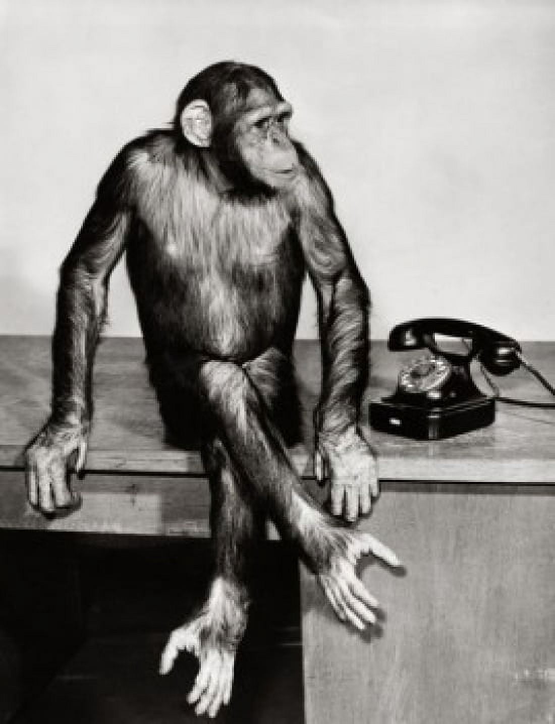 Chimpanzee sitting near a telephone Canvas Art - (18 x 24)