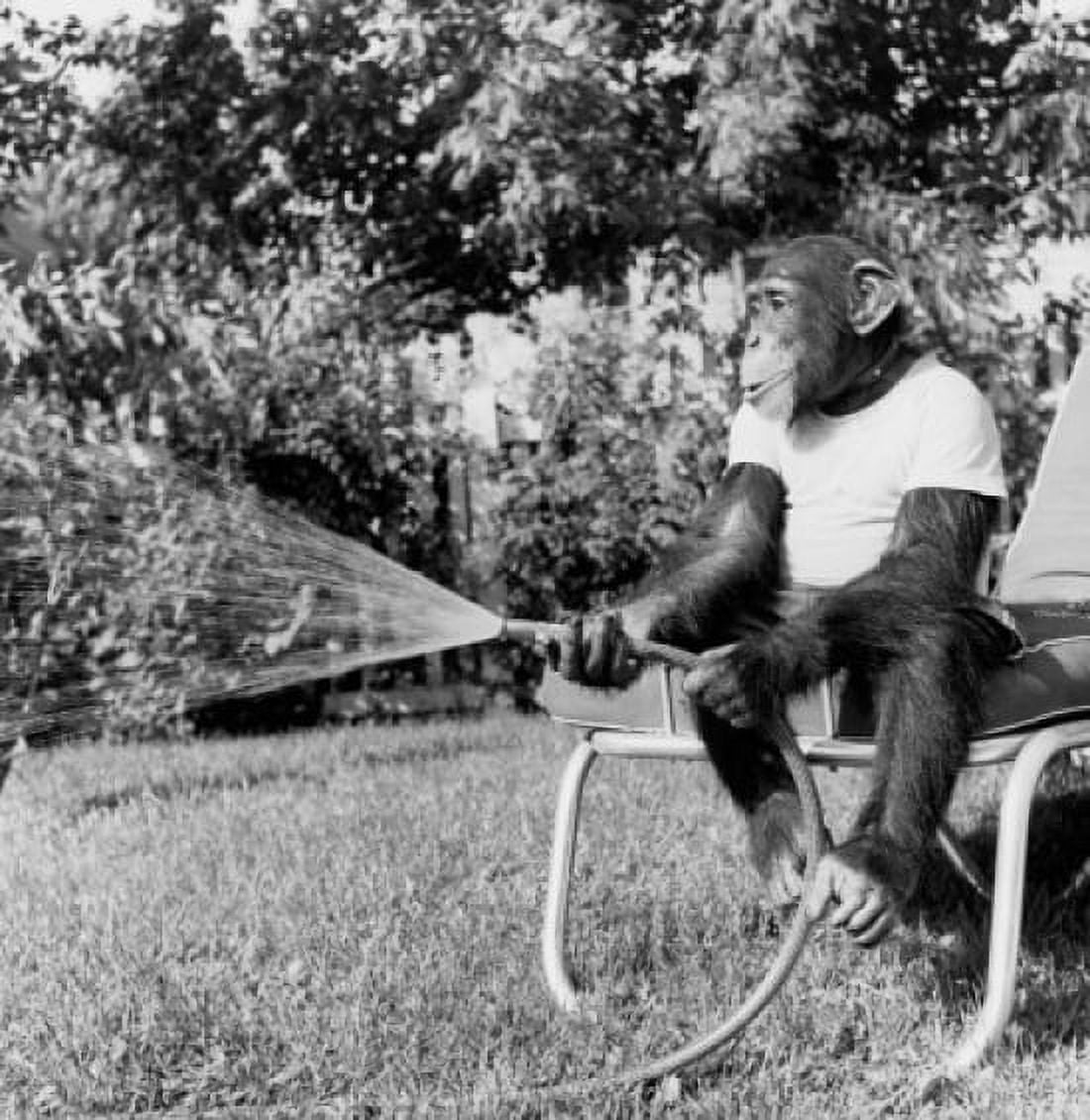 Chimpanzee sitting on a chair and watering a lawn Canvas Art - (18 x 24)
