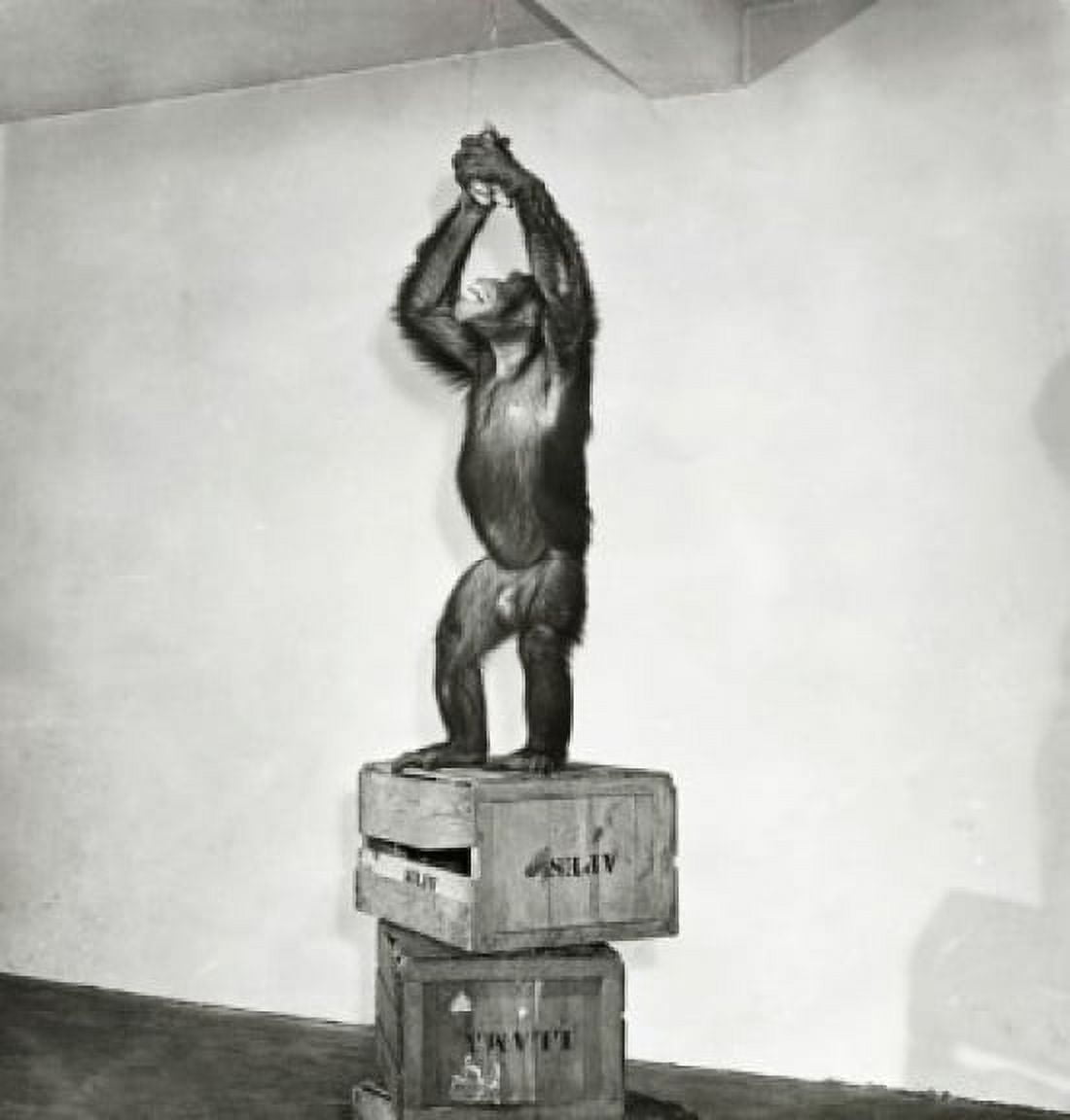 Chimpanzee standing on a stack of crates and reaching for a bunch of bananas Canvas Art - (18 x 24)