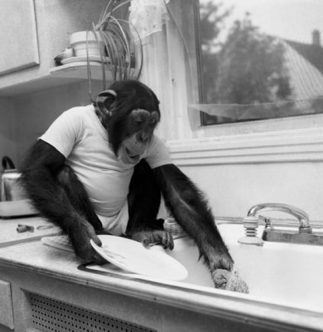 Chimpanzee washing a plate in a kitchen sink Canvas Art - (18 x 24)