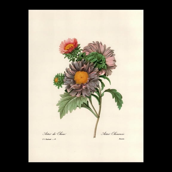 China Aster Redoute Botanical Print, Unframed Paper Poster 8x10in