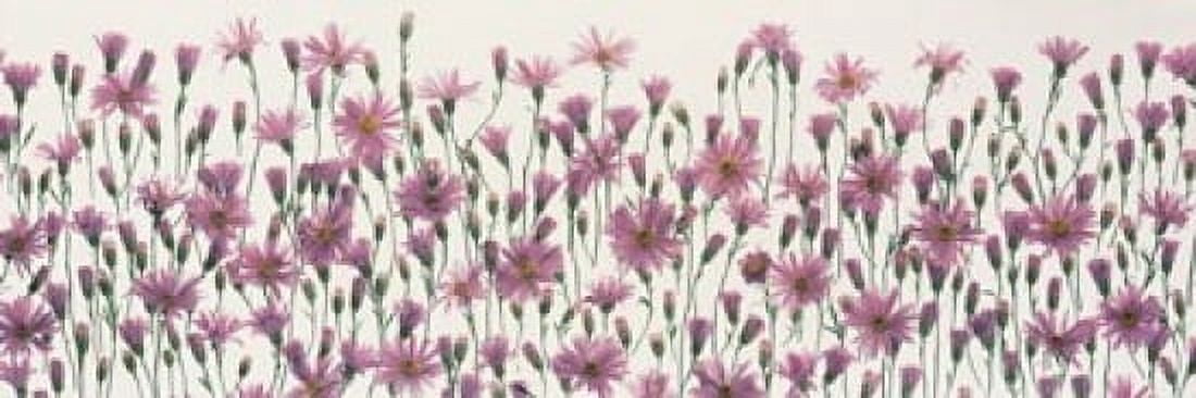 China Asters Canvas Art - Panoramic Images (18 x 6)