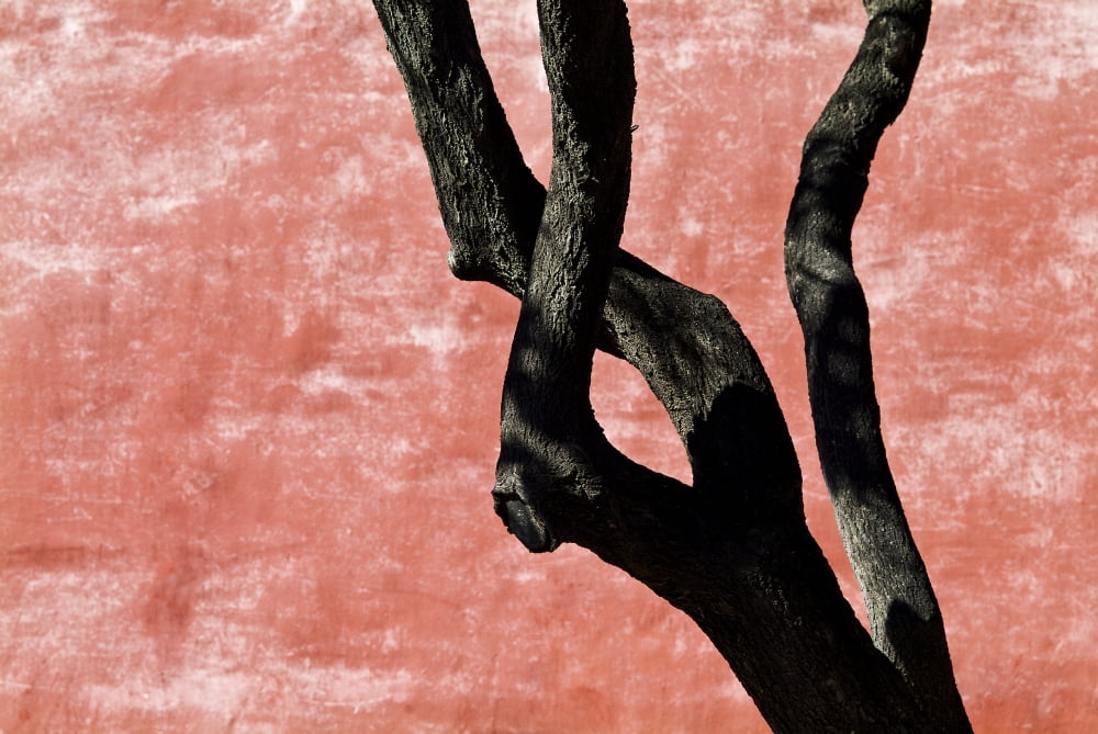 China Beijing Bent Tree At The Foribbiden City Canvas Art - Ray Laskowitz Design Pics (17 x 11)