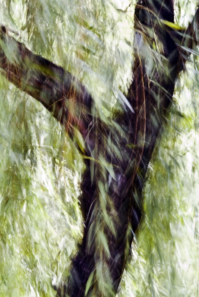 China Beijing Impressionistic Wind Blown Tree Canvas Art - Ray Laskowitz  Design Pics (11 x 17)