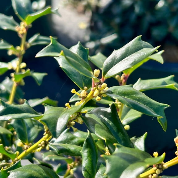 China Boy Holly - Ilex x meserveae 'Mesdob'