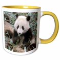 thumbnail image 1 of 3drose, China, Chengdu, Panda Sanctuary, Panda Bear-as07 Cmi0105 - Cindy Miller Hopkins, 15oz Two-tone Yellow Mug, 1 of 6