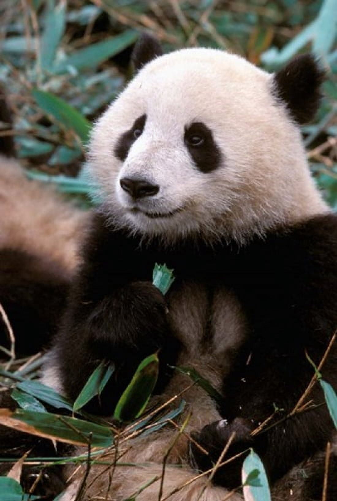 China Chengdu Panda Sanctuary Panda bear Canvas Art - Cindy Miller Hopkins DanitaDelimont (24 x 36)